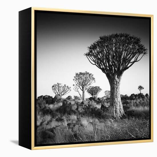 Namibia Quiver Trees-Nina Papiorek-Framed Premier Image Canvas