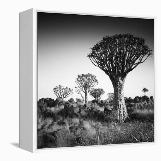 Namibia Quiver Trees-Nina Papiorek-Framed Premier Image Canvas