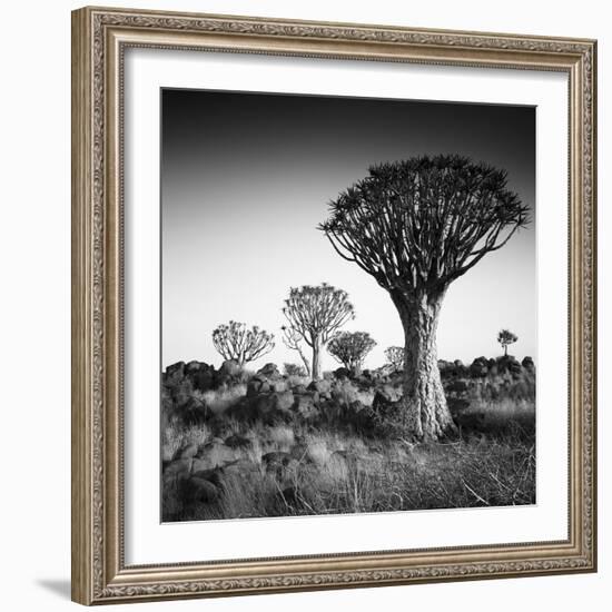 Namibia Quiver Trees-Nina Papiorek-Framed Photographic Print