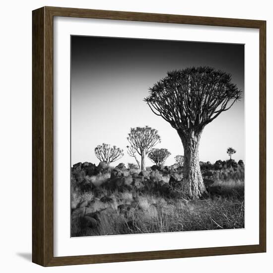 Namibia Quiver Trees-Nina Papiorek-Framed Photographic Print