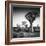 Namibia Quiver Trees-Nina Papiorek-Framed Photographic Print