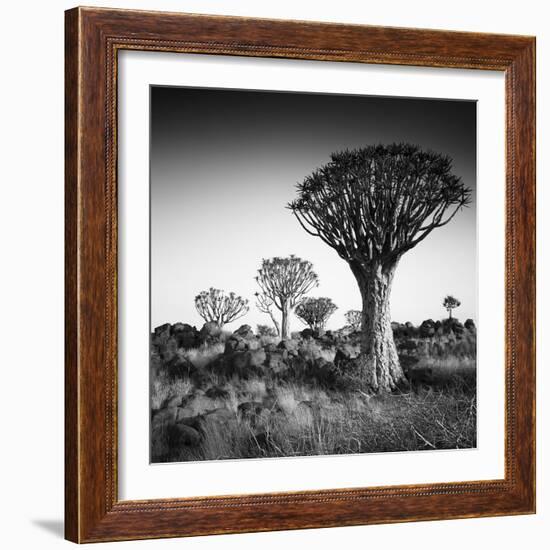 Namibia Quiver Trees-Nina Papiorek-Framed Photographic Print