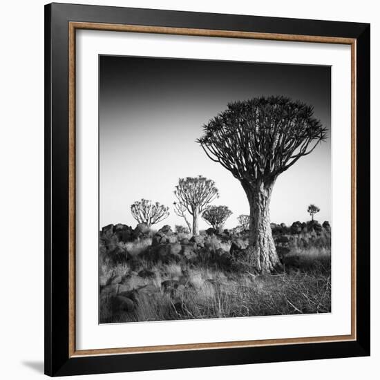 Namibia Quiver Trees-Nina Papiorek-Framed Photographic Print