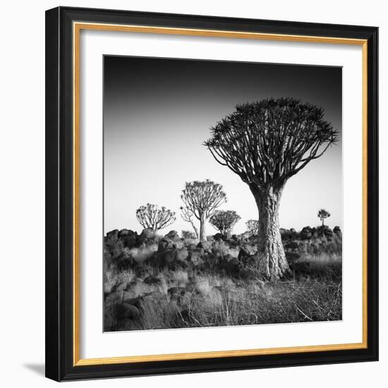 Namibia Quiver Trees-Nina Papiorek-Framed Photographic Print