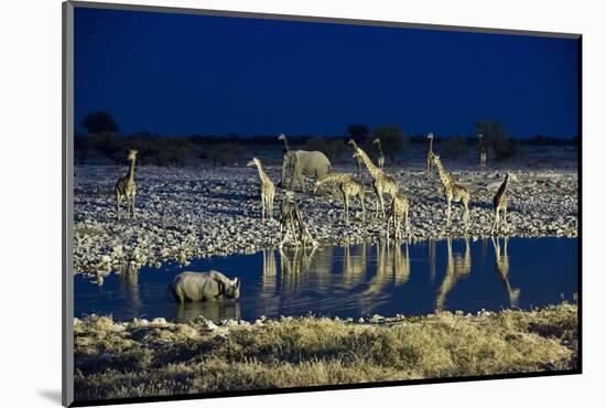 Namibia, Region of Kunene, Etosha National Park, Water Hole Okaukuejo, Giraffes-Reiner Harscher-Mounted Photographic Print