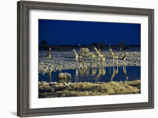 Namibia, Region of Kunene, Etosha National Park, Water Hole Okaukuejo, Giraffes-Reiner Harscher-Framed Photographic Print