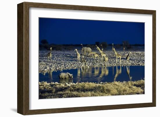 Namibia, Region of Kunene, Etosha National Park, Water Hole Okaukuejo, Giraffes-Reiner Harscher-Framed Photographic Print