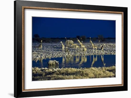 Namibia, Region of Kunene, Etosha National Park, Water Hole Okaukuejo, Giraffes-Reiner Harscher-Framed Photographic Print