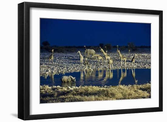 Namibia, Region of Kunene, Etosha National Park, Water Hole Okaukuejo, Giraffes-Reiner Harscher-Framed Photographic Print