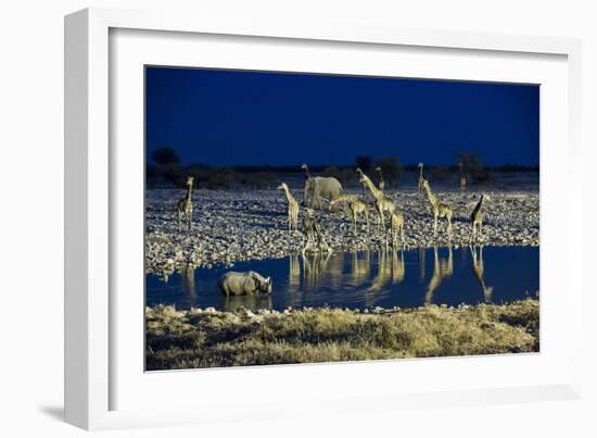 Namibia, Region of Kunene, Etosha National Park, Water Hole Okaukuejo, Giraffes-Reiner Harscher-Framed Photographic Print