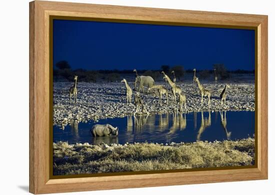 Namibia, Region of Kunene, Etosha National Park, Water Hole Okaukuejo, Giraffes-Reiner Harscher-Framed Premier Image Canvas