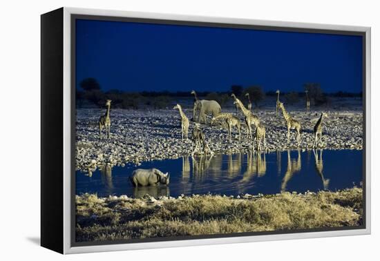 Namibia, Region of Kunene, Etosha National Park, Water Hole Okaukuejo, Giraffes-Reiner Harscher-Framed Premier Image Canvas