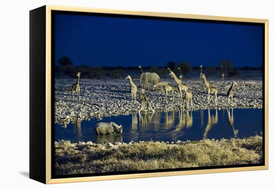 Namibia, Region of Kunene, Etosha National Park, Water Hole Okaukuejo, Giraffes-Reiner Harscher-Framed Premier Image Canvas