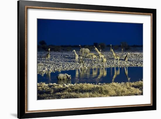 Namibia, Region of Kunene, Etosha National Park, Water Hole Okaukuejo, Giraffes-Reiner Harscher-Framed Photographic Print