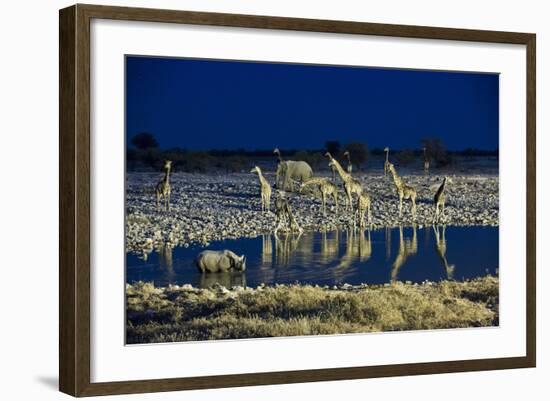 Namibia, Region of Kunene, Etosha National Park, Water Hole Okaukuejo, Giraffes-Reiner Harscher-Framed Photographic Print