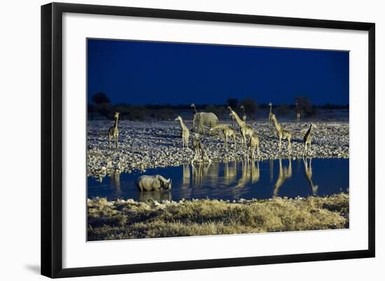 Namibia, Region of Kunene, Etosha National Park, Water Hole Okaukuejo, Giraffes-Reiner Harscher-Framed Photographic Print
