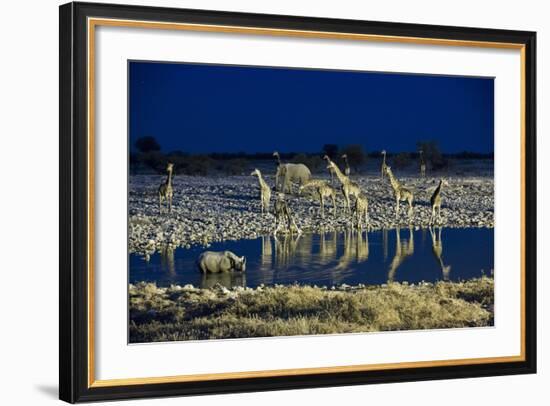 Namibia, Region of Kunene, Etosha National Park, Water Hole Okaukuejo, Giraffes-Reiner Harscher-Framed Photographic Print