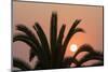 Namibia. Setting sun and a silhouetted palm tree, Swakopmund.-Brenda Tharp-Mounted Photographic Print