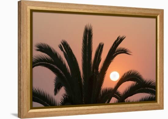 Namibia. Setting sun and a silhouetted palm tree, Swakopmund.-Brenda Tharp-Framed Premier Image Canvas