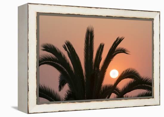 Namibia. Setting sun and a silhouetted palm tree, Swakopmund.-Brenda Tharp-Framed Premier Image Canvas