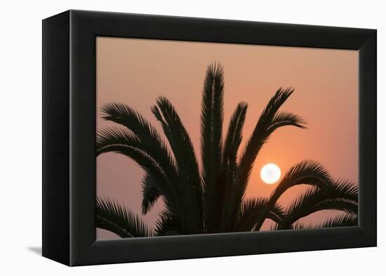 Namibia. Setting sun and a silhouetted palm tree, Swakopmund.-Brenda Tharp-Framed Premier Image Canvas