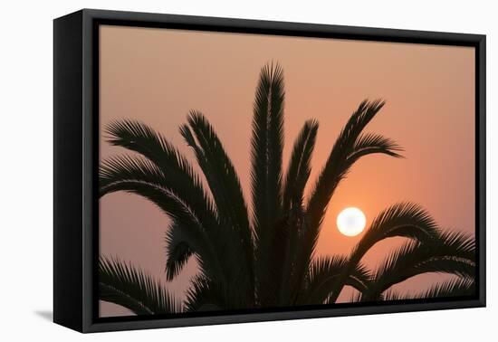 Namibia. Setting sun and a silhouetted palm tree, Swakopmund.-Brenda Tharp-Framed Premier Image Canvas