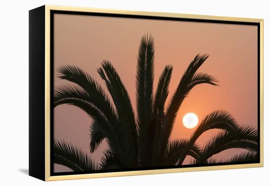 Namibia. Setting sun and a silhouetted palm tree, Swakopmund.-Brenda Tharp-Framed Premier Image Canvas