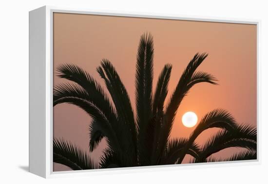 Namibia. Setting sun and a silhouetted palm tree, Swakopmund.-Brenda Tharp-Framed Premier Image Canvas