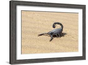 Namibia, Swakopmund. Black scorpion moving across the sand.-Ellen Goff-Framed Photographic Print