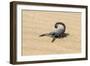 Namibia, Swakopmund. Black scorpion moving across the sand.-Ellen Goff-Framed Photographic Print