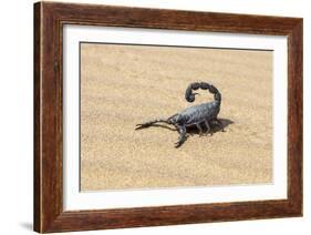 Namibia, Swakopmund. Black scorpion moving across the sand.-Ellen Goff-Framed Photographic Print