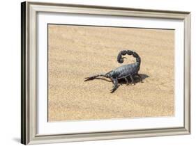 Namibia, Swakopmund. Black scorpion moving across the sand.-Ellen Goff-Framed Photographic Print