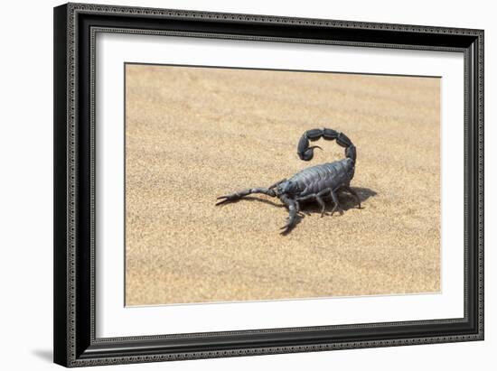 Namibia, Swakopmund. Black scorpion moving across the sand.-Ellen Goff-Framed Photographic Print