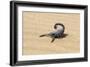 Namibia, Swakopmund. Black scorpion moving across the sand.-Ellen Goff-Framed Photographic Print