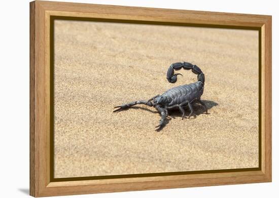 Namibia, Swakopmund. Black scorpion moving across the sand.-Ellen Goff-Framed Premier Image Canvas