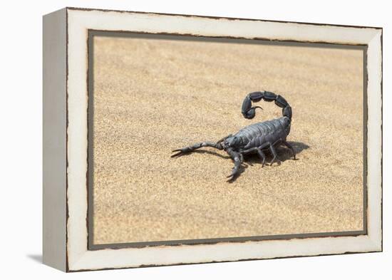 Namibia, Swakopmund. Black scorpion moving across the sand.-Ellen Goff-Framed Premier Image Canvas