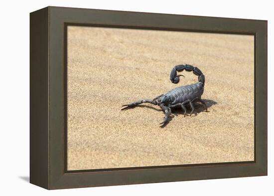 Namibia, Swakopmund. Black scorpion moving across the sand.-Ellen Goff-Framed Premier Image Canvas