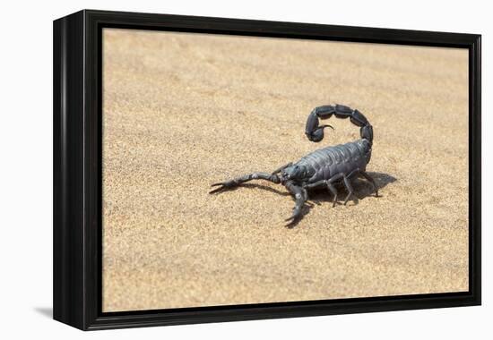 Namibia, Swakopmund. Black scorpion moving across the sand.-Ellen Goff-Framed Premier Image Canvas