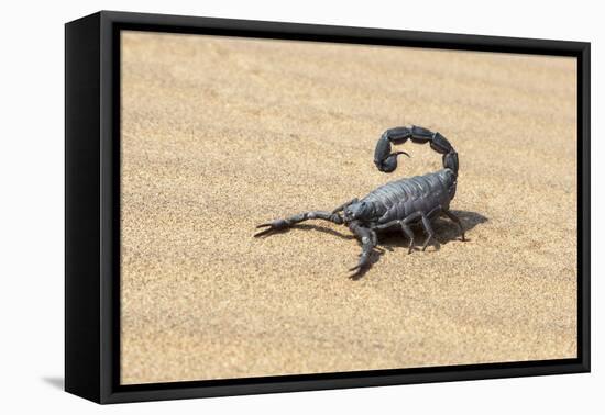 Namibia, Swakopmund. Black scorpion moving across the sand.-Ellen Goff-Framed Premier Image Canvas