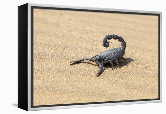 Namibia, Swakopmund. Black scorpion moving across the sand.-Ellen Goff-Framed Premier Image Canvas