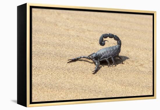 Namibia, Swakopmund. Black scorpion moving across the sand.-Ellen Goff-Framed Premier Image Canvas