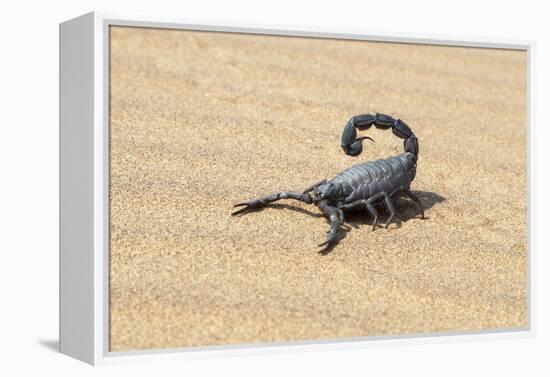 Namibia, Swakopmund. Black scorpion moving across the sand.-Ellen Goff-Framed Premier Image Canvas