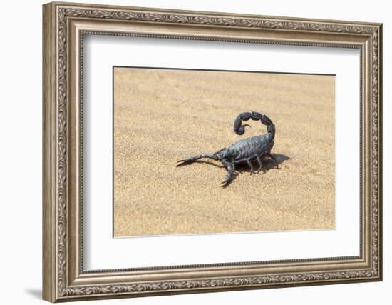 Namibia, Swakopmund. Black scorpion moving across the sand.-Ellen Goff-Framed Photographic Print