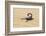 Namibia, Swakopmund. Black scorpion moving across the sand.-Ellen Goff-Framed Photographic Print