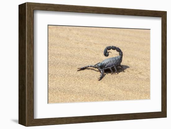 Namibia, Swakopmund. Black scorpion moving across the sand.-Ellen Goff-Framed Photographic Print