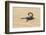 Namibia, Swakopmund. Black scorpion moving across the sand.-Ellen Goff-Framed Photographic Print