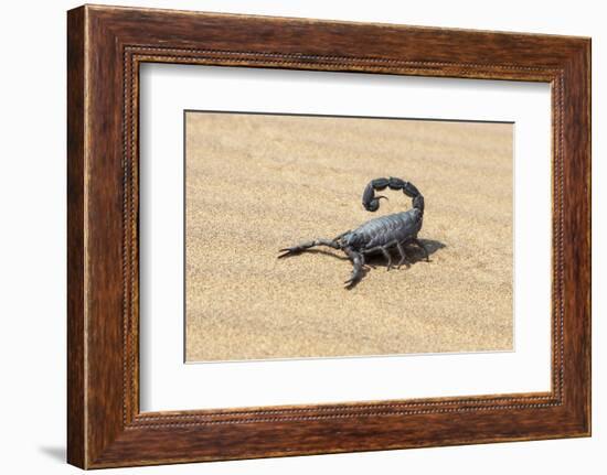 Namibia, Swakopmund. Black scorpion moving across the sand.-Ellen Goff-Framed Photographic Print