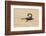 Namibia, Swakopmund. Black scorpion moving across the sand.-Ellen Goff-Framed Photographic Print