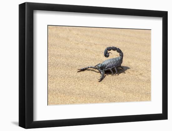 Namibia, Swakopmund. Black scorpion moving across the sand.-Ellen Goff-Framed Photographic Print