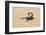 Namibia, Swakopmund. Black scorpion moving across the sand.-Ellen Goff-Framed Photographic Print